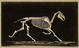 走っている馬の骨格 作： Eadweard Muybridge